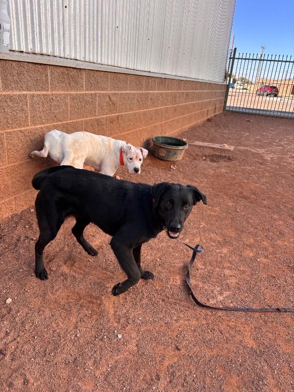 Enlarge Alexander, a Adoptable Mixed Breed in Hobbs, NM image 2/6