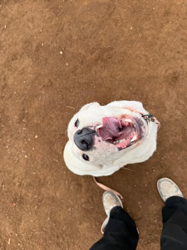 Enlarge Alexander, a Adoptable Mixed Breed in Hobbs, NM image 3/6