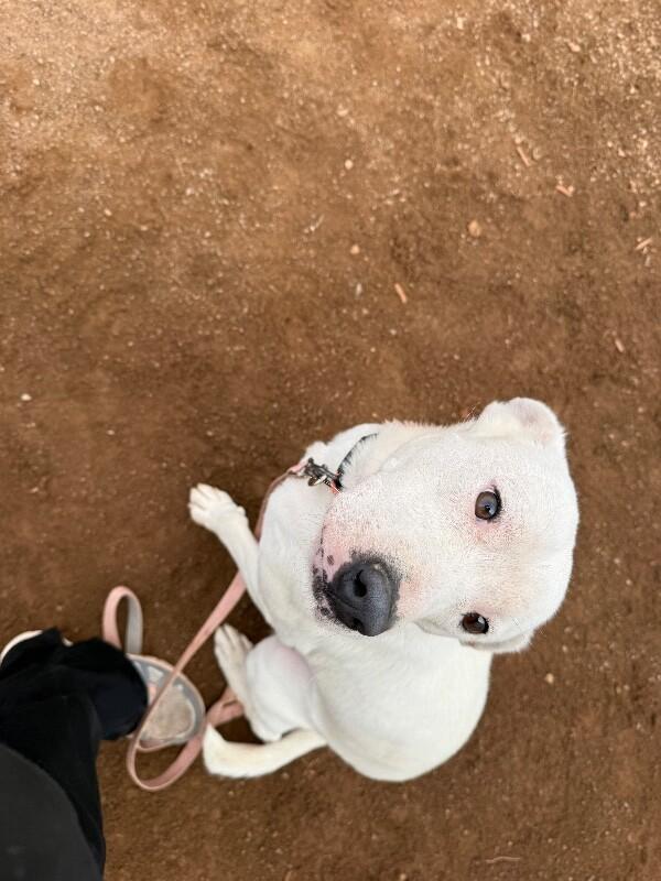 Enlarge Alexander, a Adoptable Mixed Breed in Hobbs, NM image 4/6