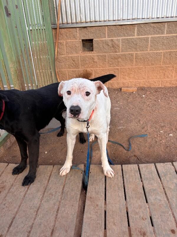 Enlarge Alexander, a Adoptable Mixed Breed in Hobbs, NM image 5/6