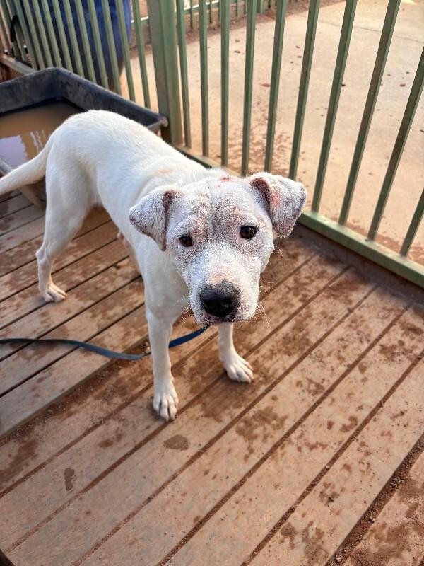 Enlarge Alexander, a Adoptable Mixed Breed in Hobbs, NM image 6/6