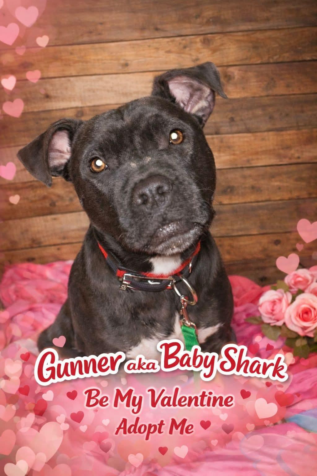 Enlarge Gunner, a ADOPTABLE Pit Bull Terrier in Mauston, WI image 3/3