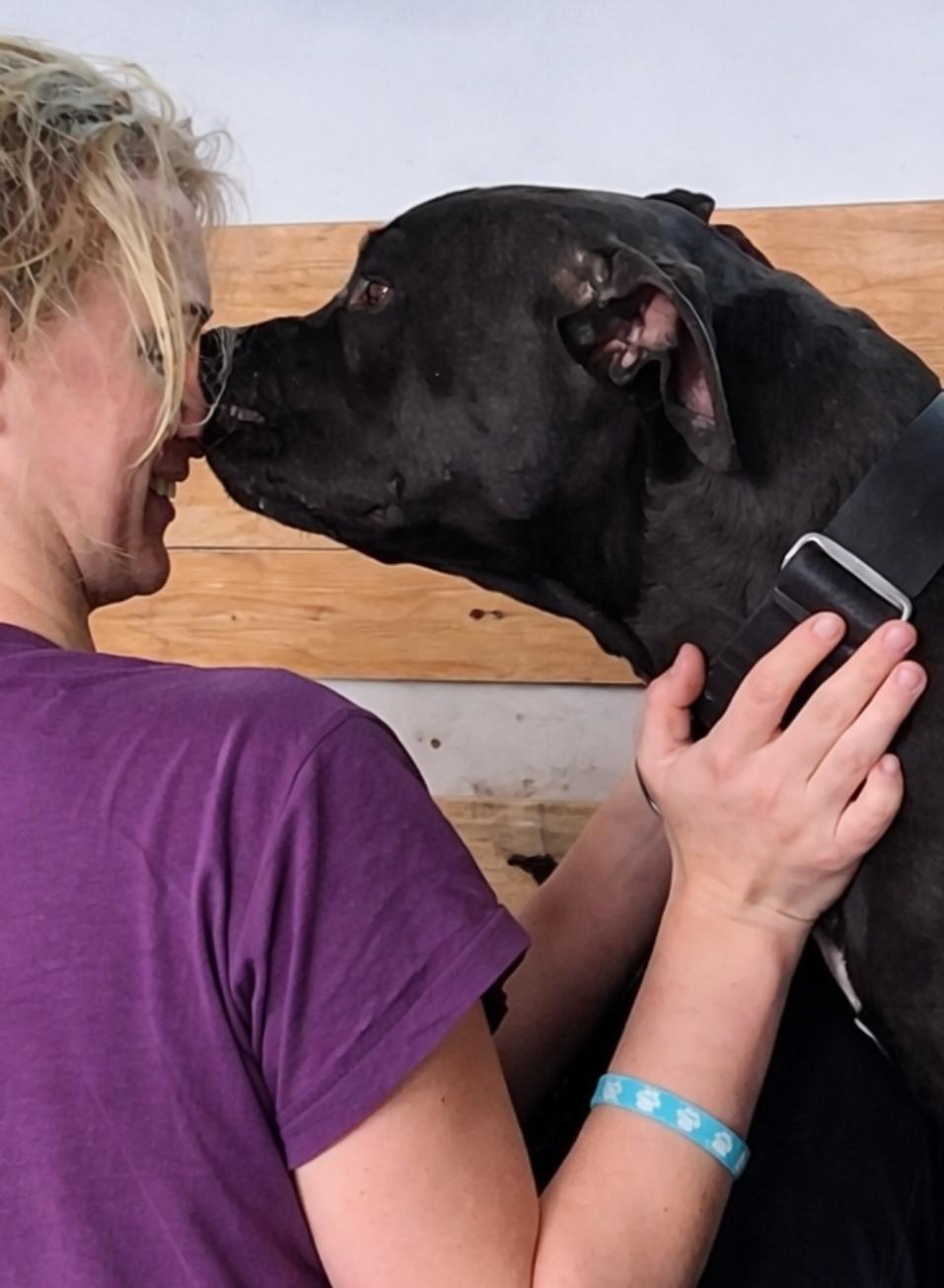 Enlarge Gunner, a ADOPTABLE Pit Bull Terrier in Mauston, WI image 2/3