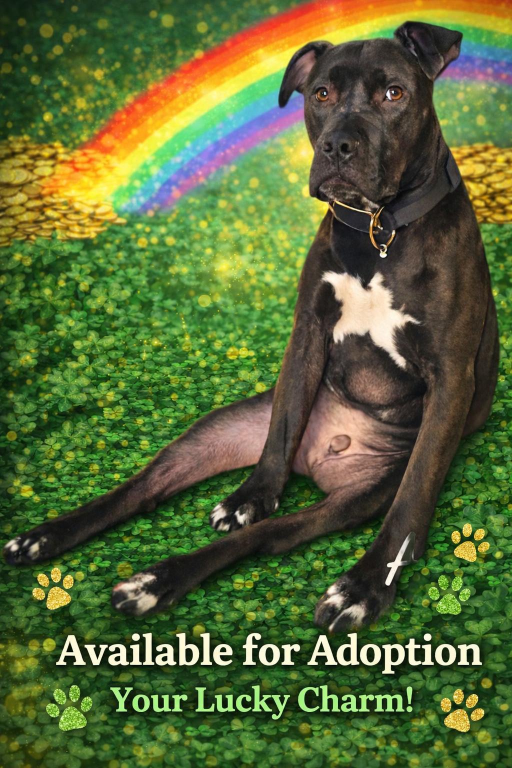 Enlarge Gunner, a ADOPTABLE Pit Bull Terrier in Mauston, WI image 1/3