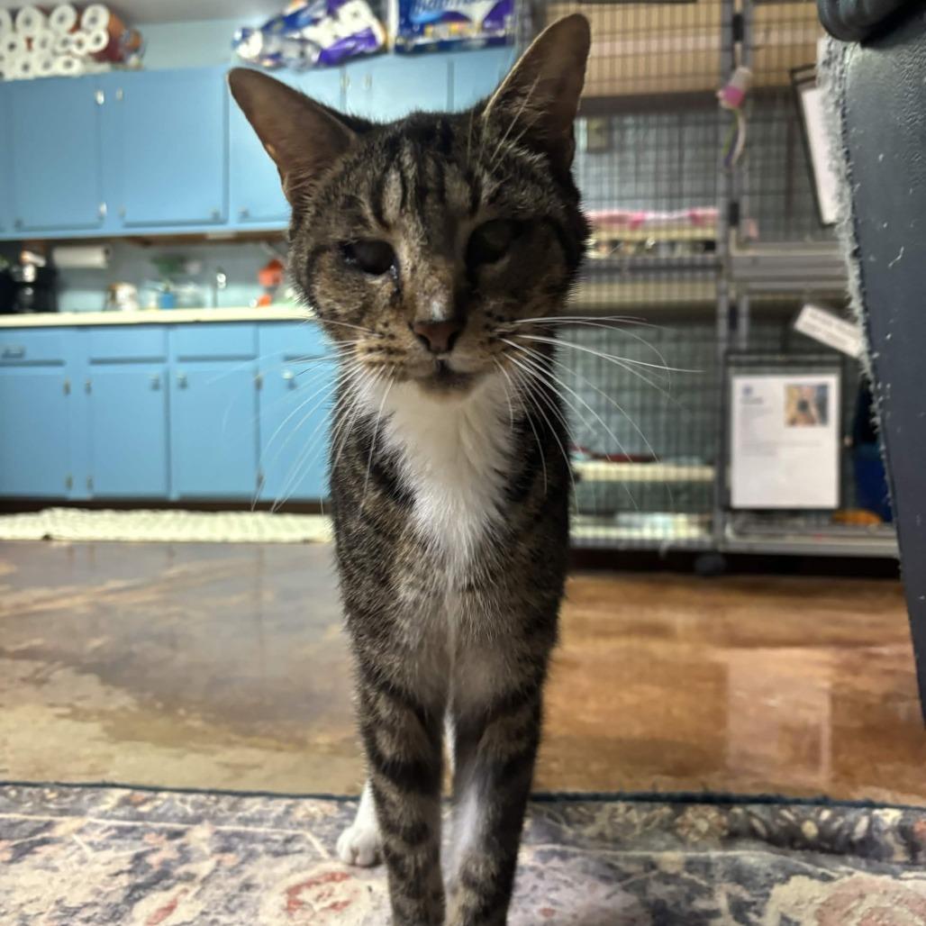 Enlarge Kenda, a Adoptable American Shorthair in Clarksville, AR image 2/4