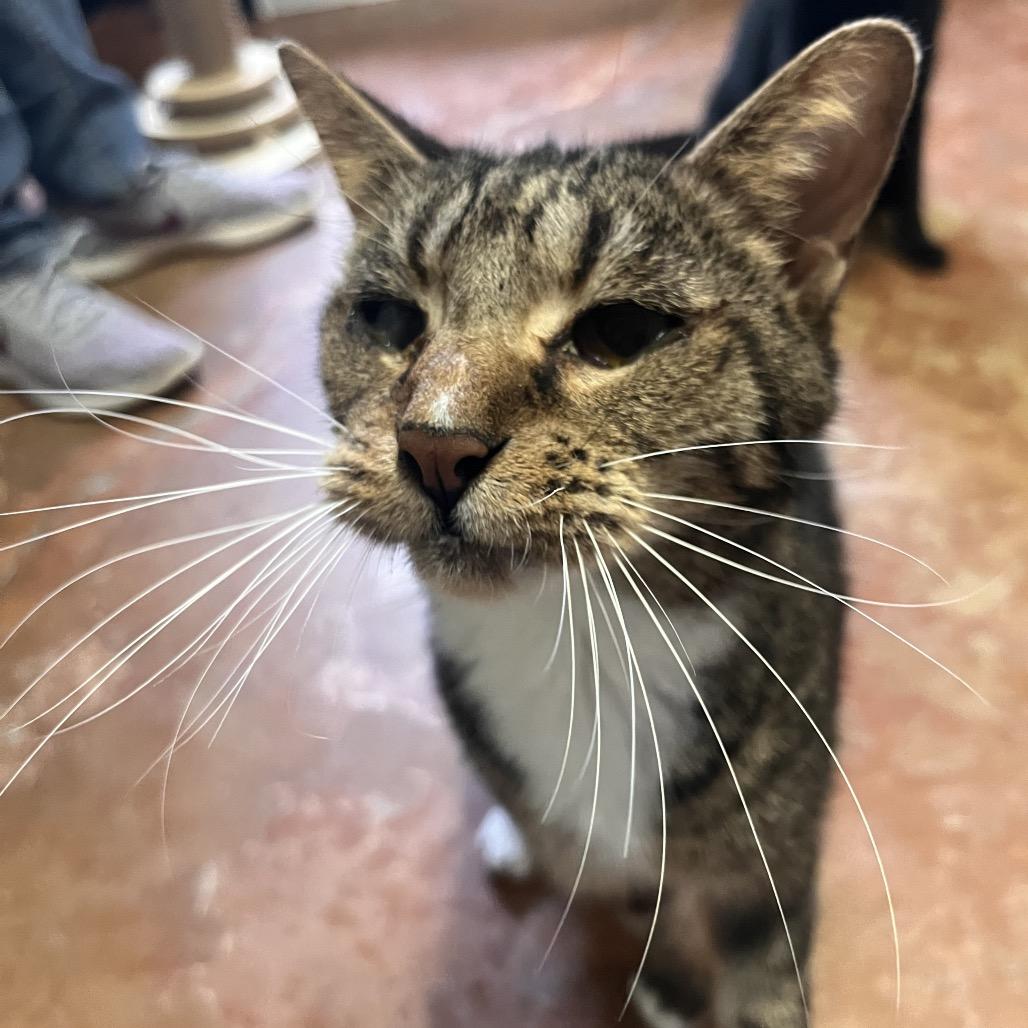Enlarge Kenda, a Adoptable Domestic Short Hair in Clarksville, AR image 2/6