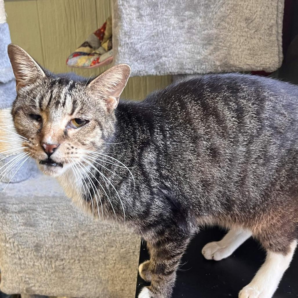 Enlarge Kenda, a Adoptable American Shorthair in Clarksville, AR image 3/4
