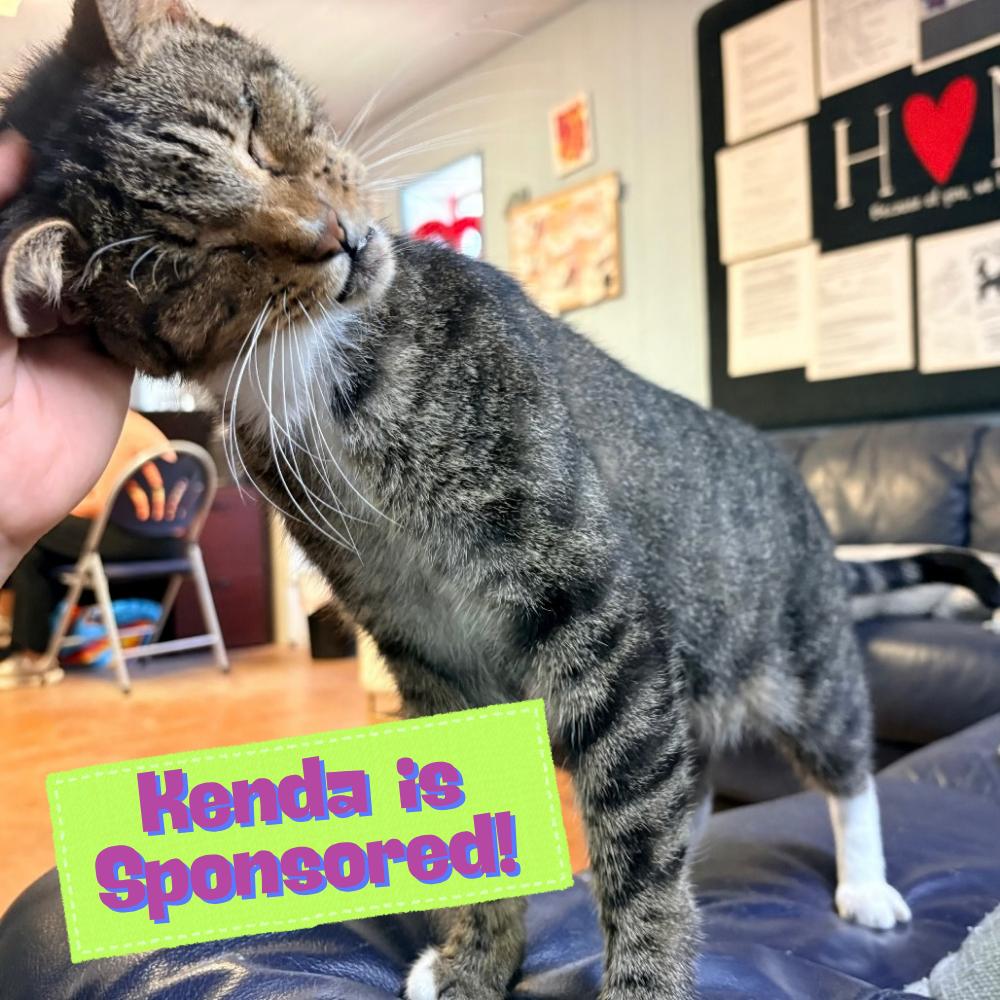 Enlarge Kenda, a Adoptable Domestic Short Hair in Clarksville, AR image 3/6