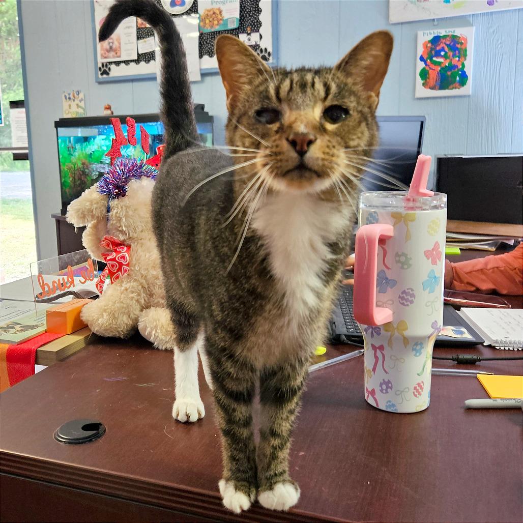 Enlarge Kenda, a Adoptable Domestic Short Hair in Clarksville, AR image 4/6