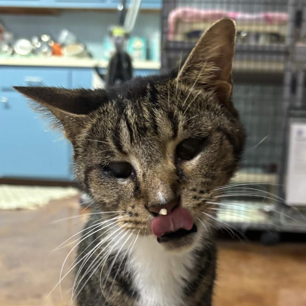 Enlarge Kenda, a Adoptable American Shorthair in Clarksville, AR image 4/4