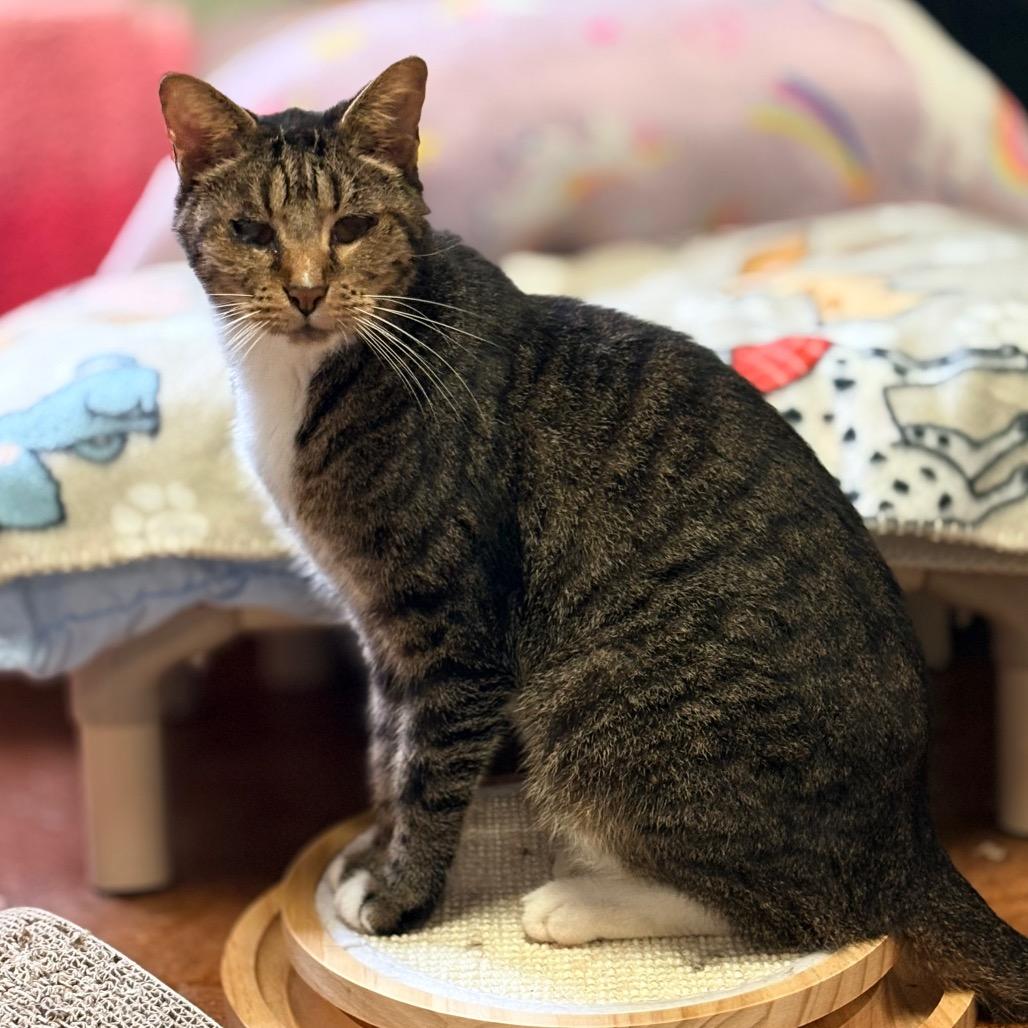 Enlarge Kenda, a Adoptable Domestic Short Hair in Clarksville, AR image 6/6