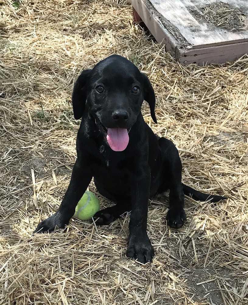 Caroline, Adopted, Puppy Female Labrador Retriever.