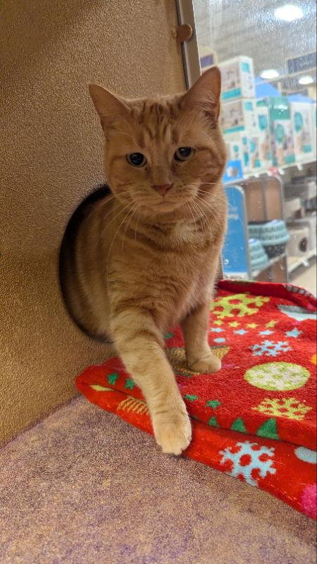 Peachie, Adopted, Young Female Domestic Short Hair & Tiger.