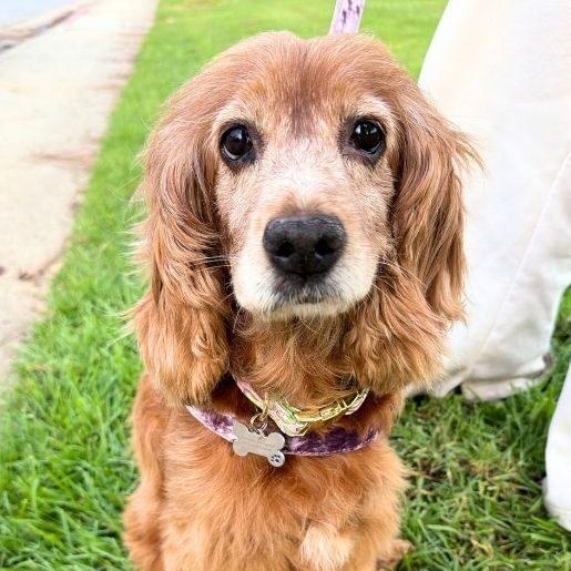 Enlarge Gina, a ADOPTABLE Cocker Spaniel in South San Francisco, CA image 1/6