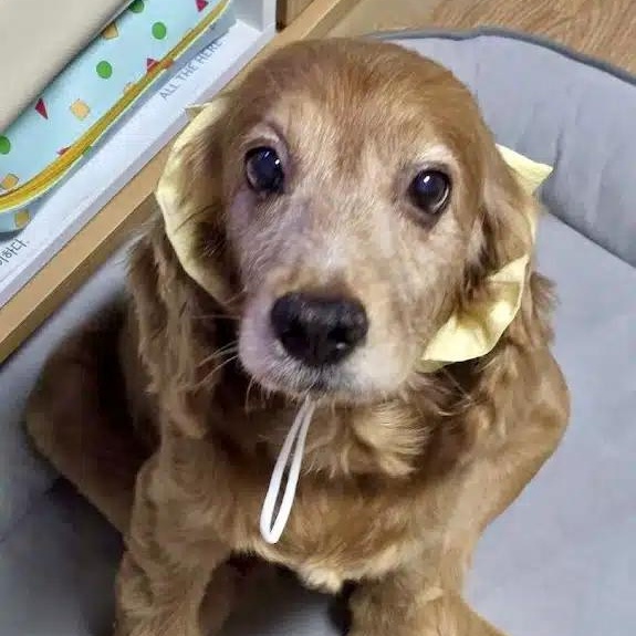 Enlarge Gina, a ADOPTABLE Cocker Spaniel in South San Francisco, CA image 4/6