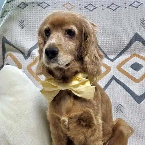 Enlarge Gina, a ADOPTABLE Cocker Spaniel in South San Francisco, CA image 3/6