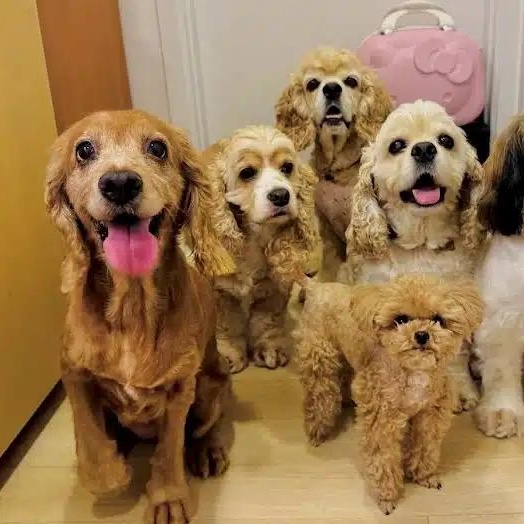 Enlarge Gina, a ADOPTABLE Cocker Spaniel in South San Francisco, CA image 5/6