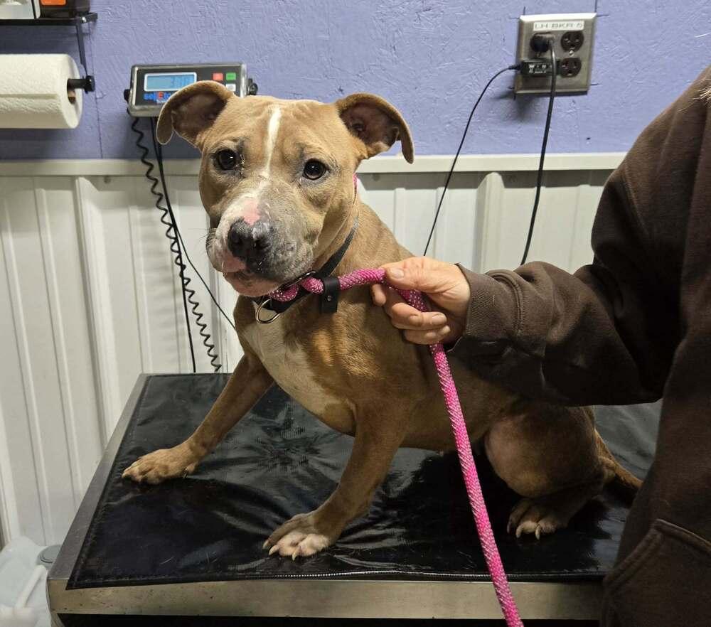 Enlarge Sierra, a Adoptable mixed breed in Waverly, OH image 1/1