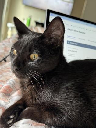 Abby, Adoptable, Kitten Female Domestic Short Hair & Domestic Short Hair.