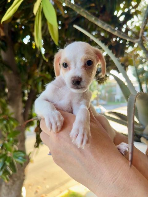 Peony, Adopted, Puppy Female Maltese.