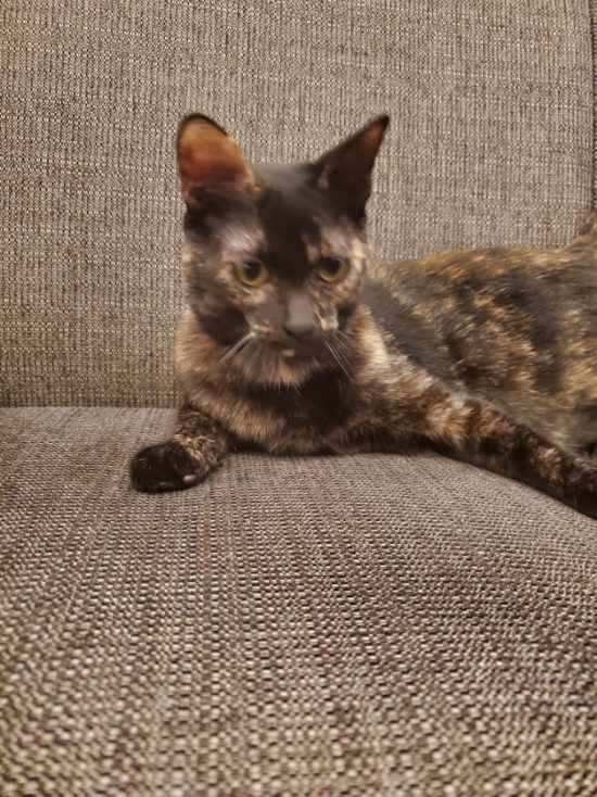 West , Adopted, Young Female American Shorthair & Tortoiseshell.