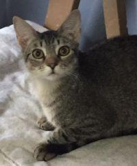 Annabelle, Adoptable, Adult Female Tabby.