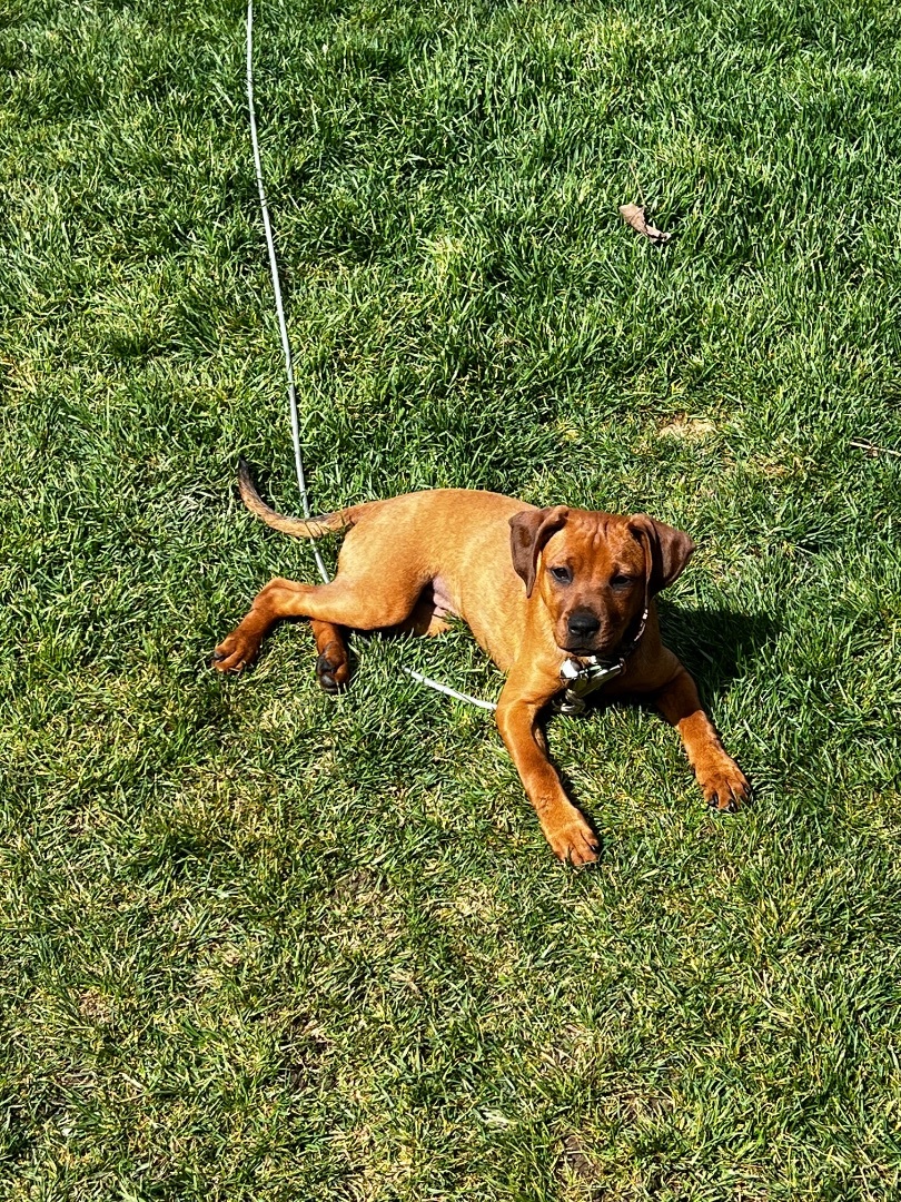 Red, Adopted, Puppy Female Hound.