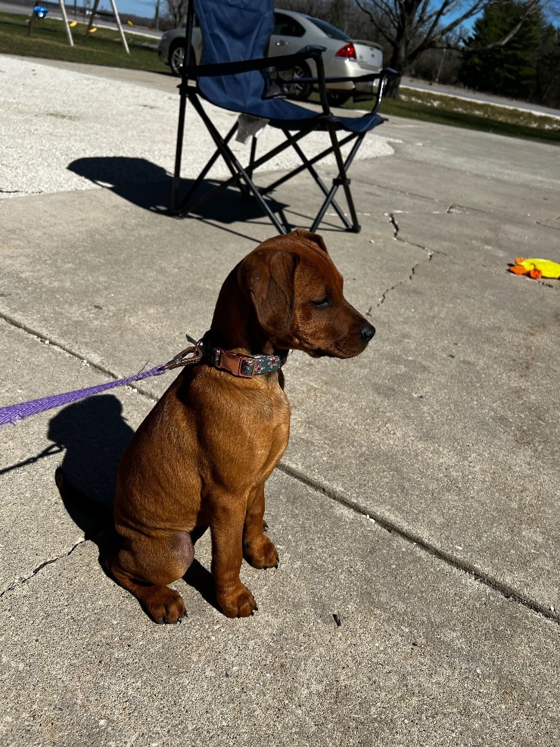 Red, a Adopted mixed breed in Sycamore, IL image 3/4