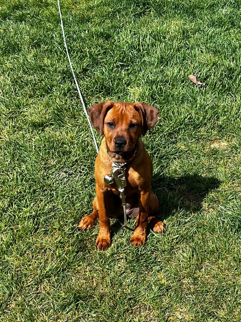 Red, a Adopted mixed breed in Sycamore, IL image 4/4