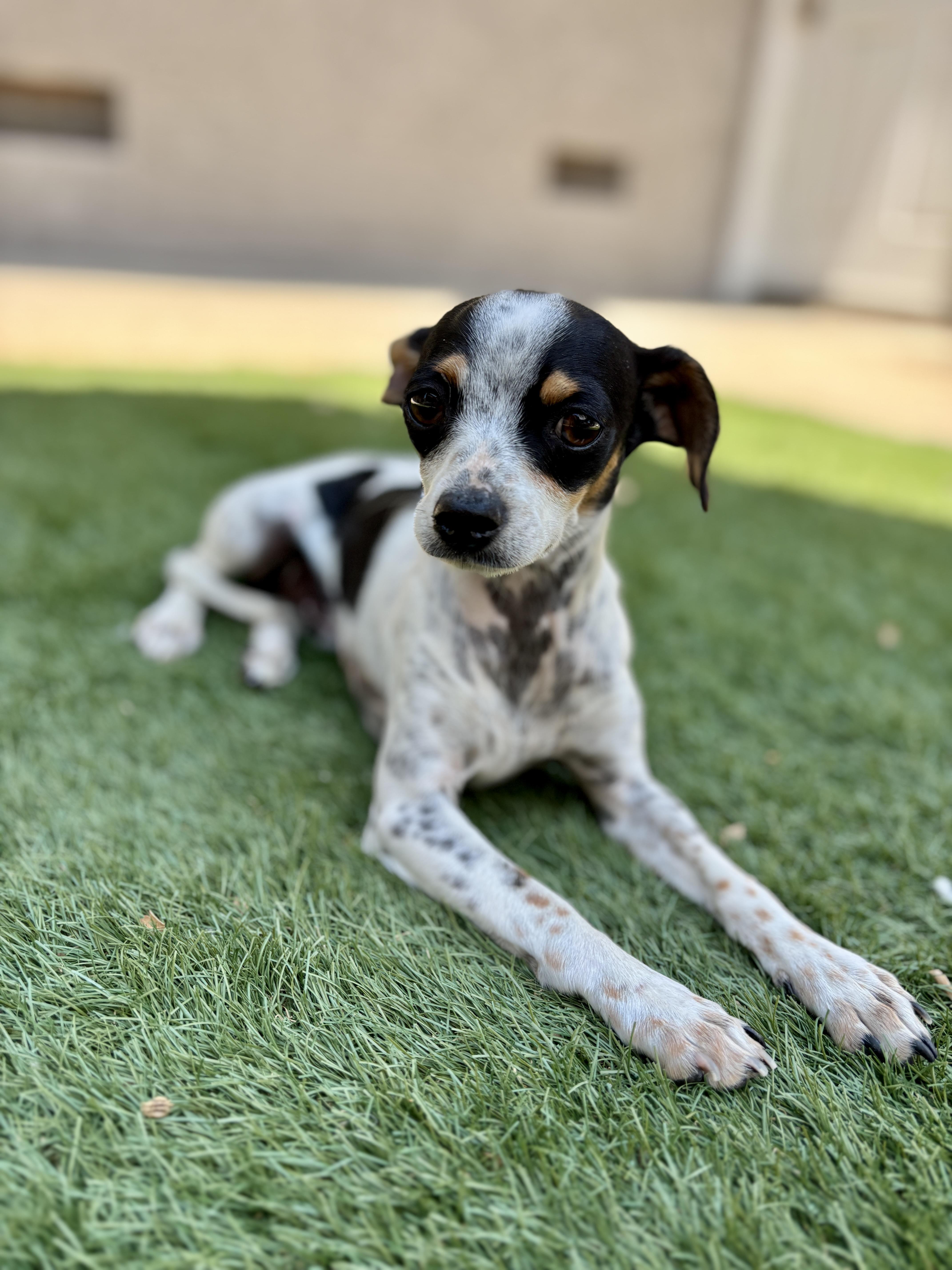 OREO