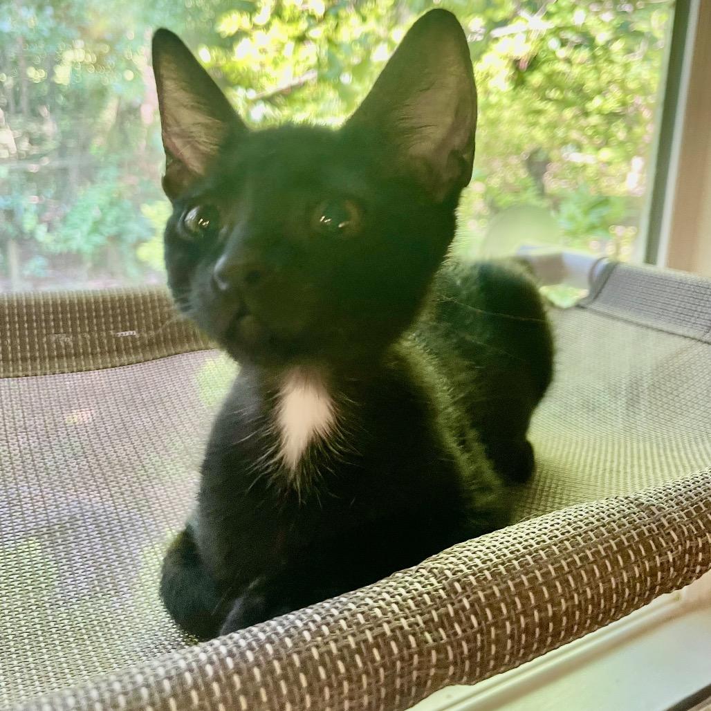 Mert Mouse- TL, a Adoptable Domestic Short Hair in Tallahassee, FL image 1/6