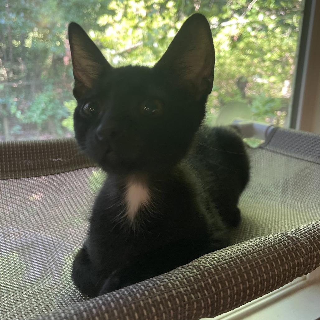 Mert Mouse- TL, Adoptable, Kitten Female Domestic Short Hair.