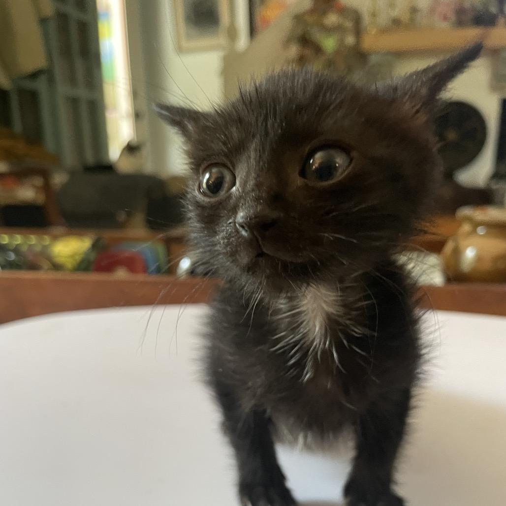 Mert Mouse- TL, a Adoptable Domestic Short Hair in Tallahassee, FL image 3/6
