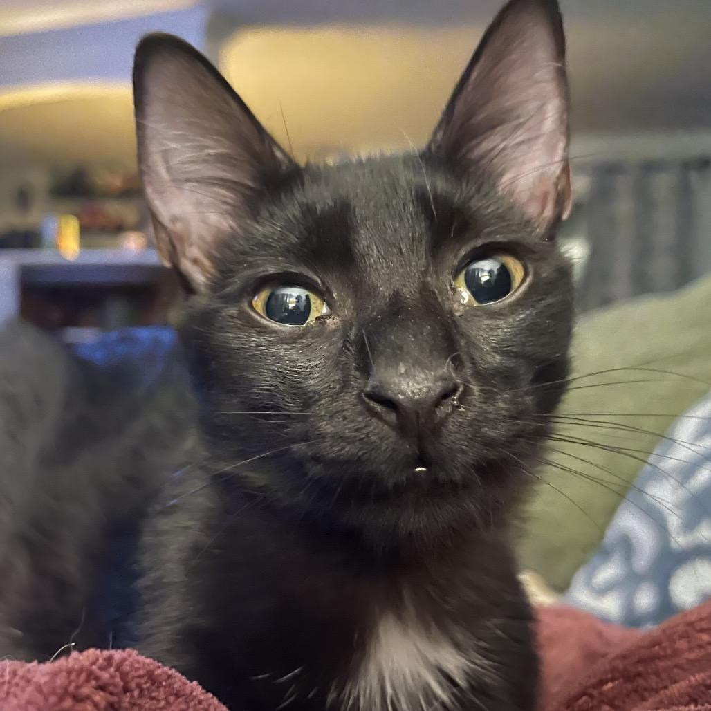 Mert Mouse- TL, a Adoptable Domestic Short Hair in Tallahassee, FL image 4/6