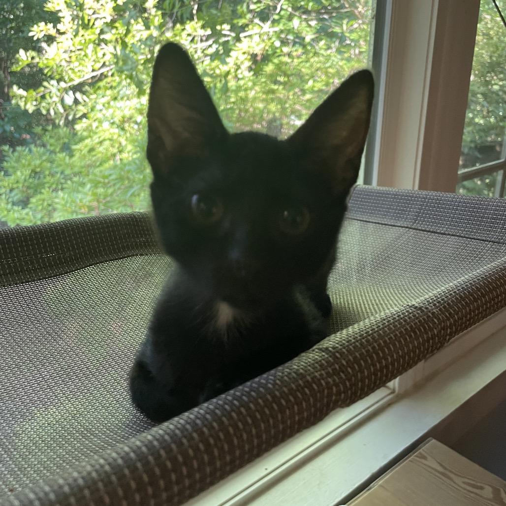 Mert Mouse- TL, a Adoptable Domestic Short Hair in Tallahassee, FL image 5/6