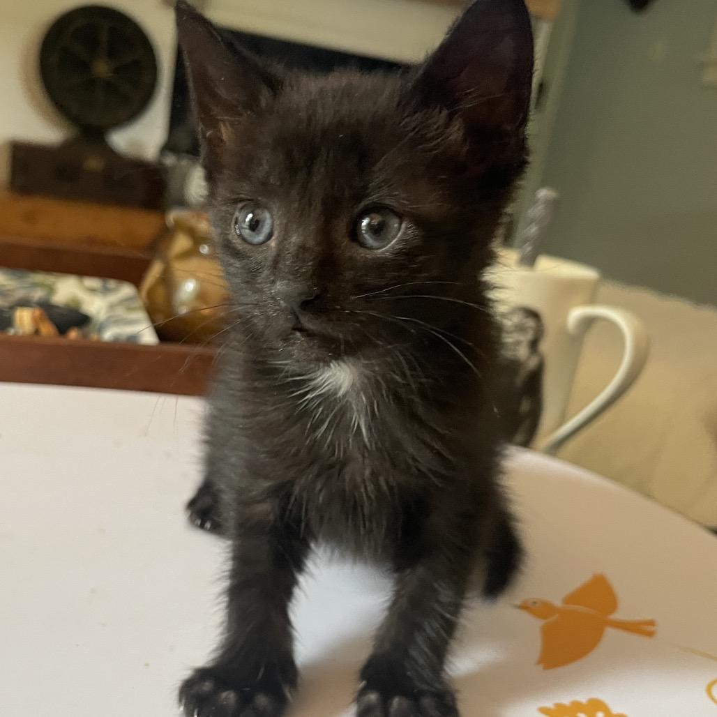 Mert Mouse- TL, a Adoptable Domestic Short Hair in Tallahassee, FL image 6/6