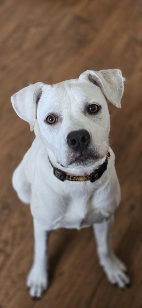 Daisy Mae, a Adoptable mixed breed in Wildomar, CA image 2/6