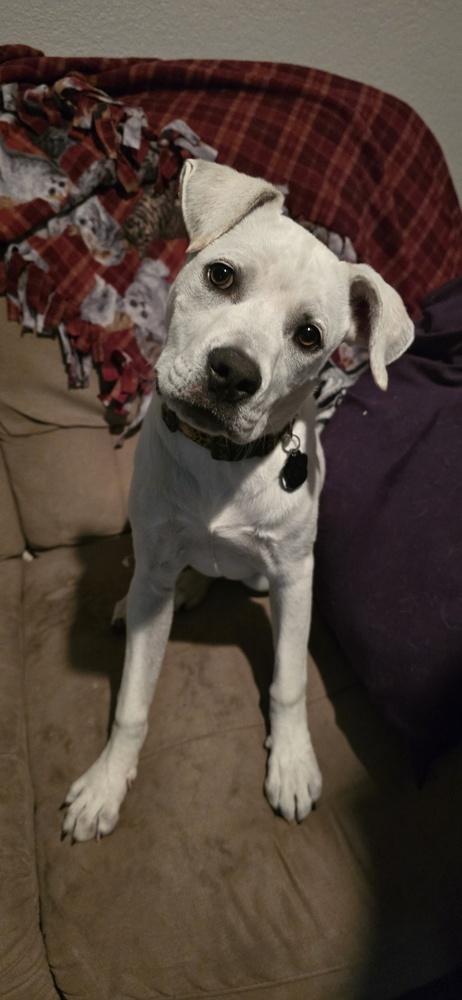 Daisy Mae, a Adoptable mixed breed in Wildomar, CA image 3/6