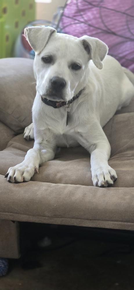 Daisy Mae, a Adoptable mixed breed in Wildomar, CA image 4/6