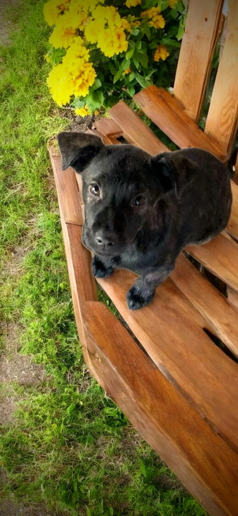 Enlarge Juliet, a Adopted mixed breed in Lexington, MS image 1/1