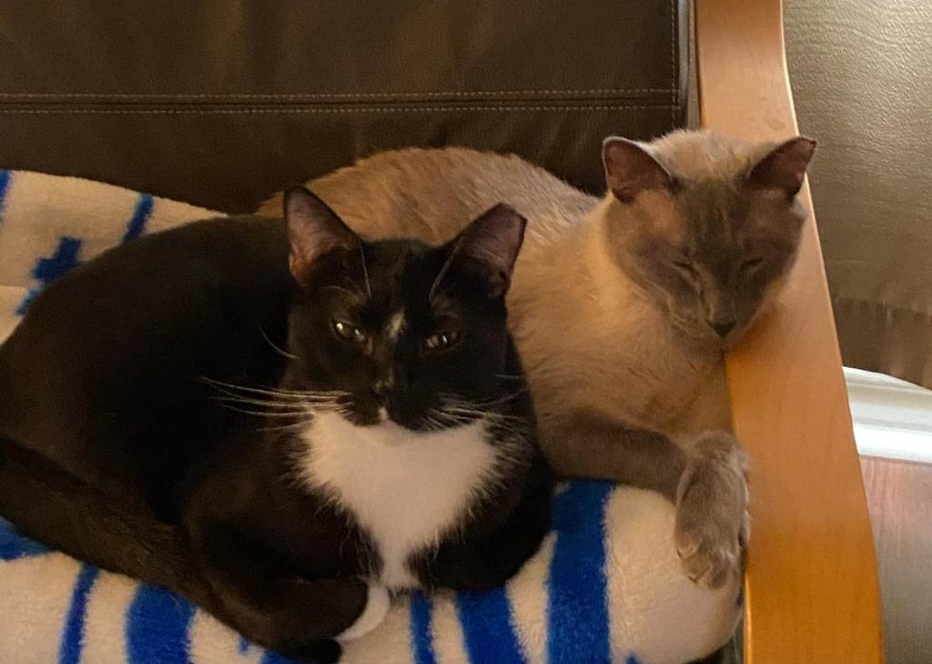 Mister, a Adoptable mixed breed in New Braunfels, TX image 4/6