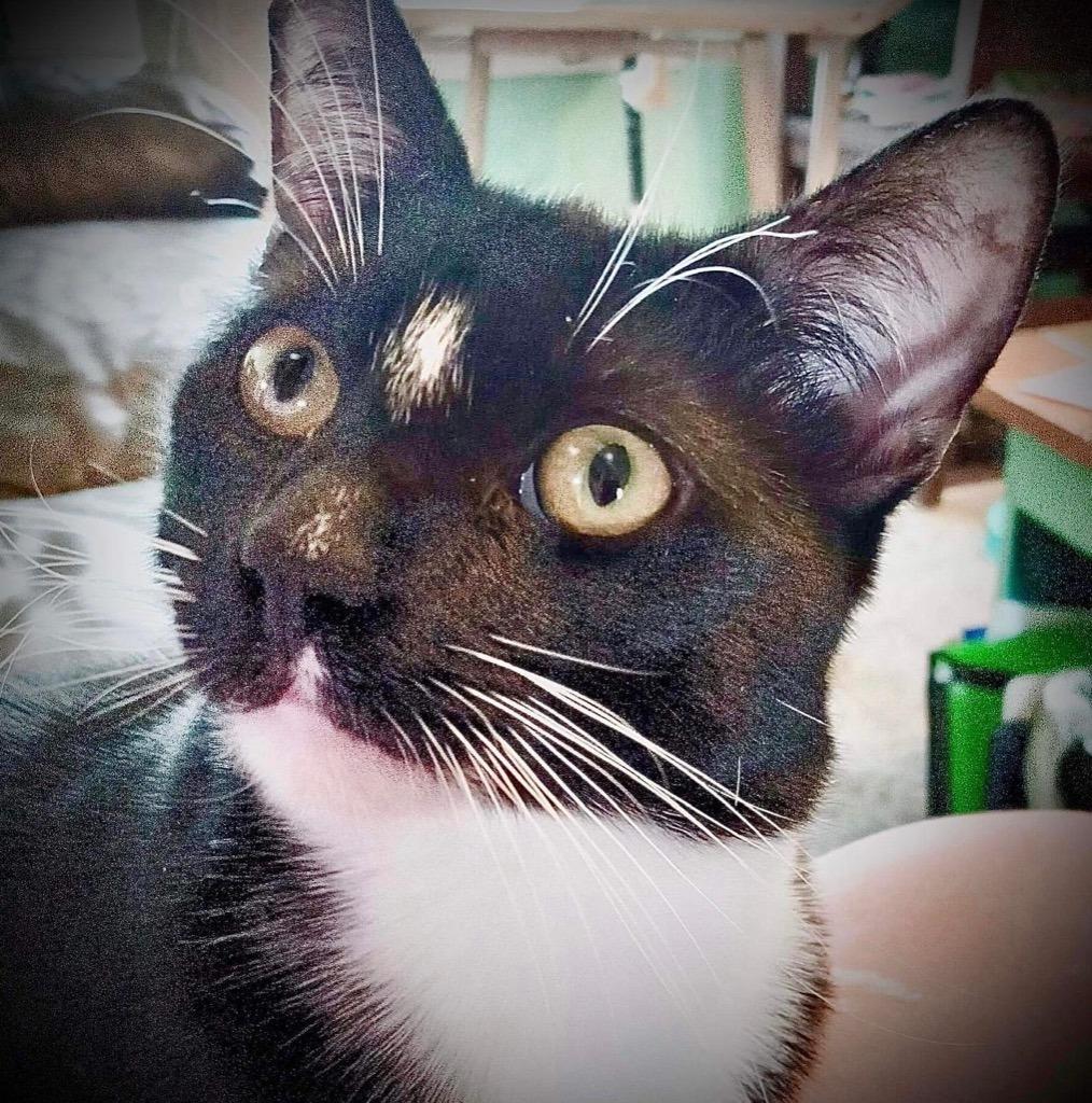 Mister, a Adoptable mixed breed in New Braunfels, TX image 5/6