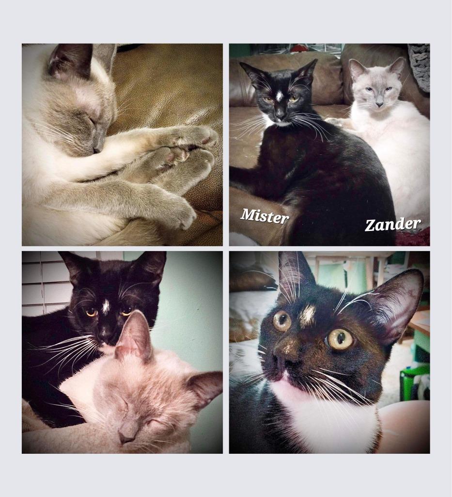 Mister, a Adoptable mixed breed in New Braunfels, TX image 6/6