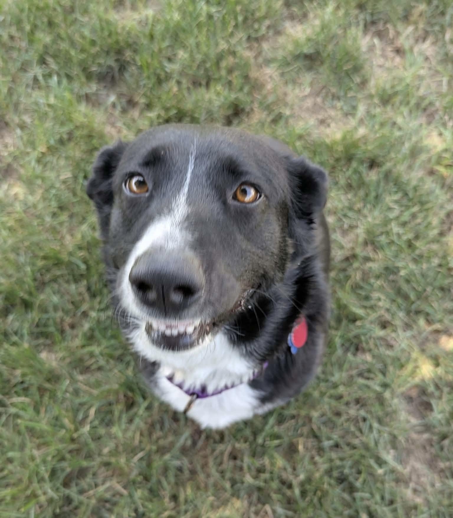 Mya, ADOPTABLE, Adult Female Australian Shepherd.