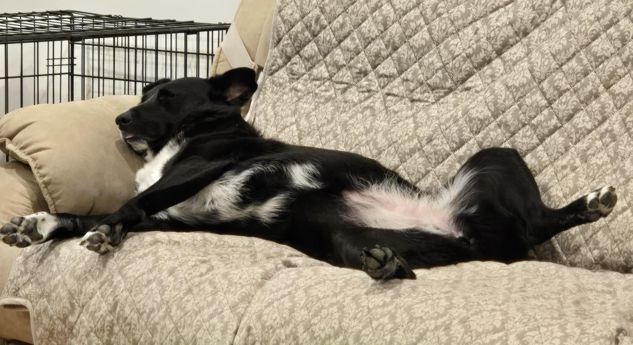Mya, a ADOPTABLE mixed breed in Elkton, VA image 3/4