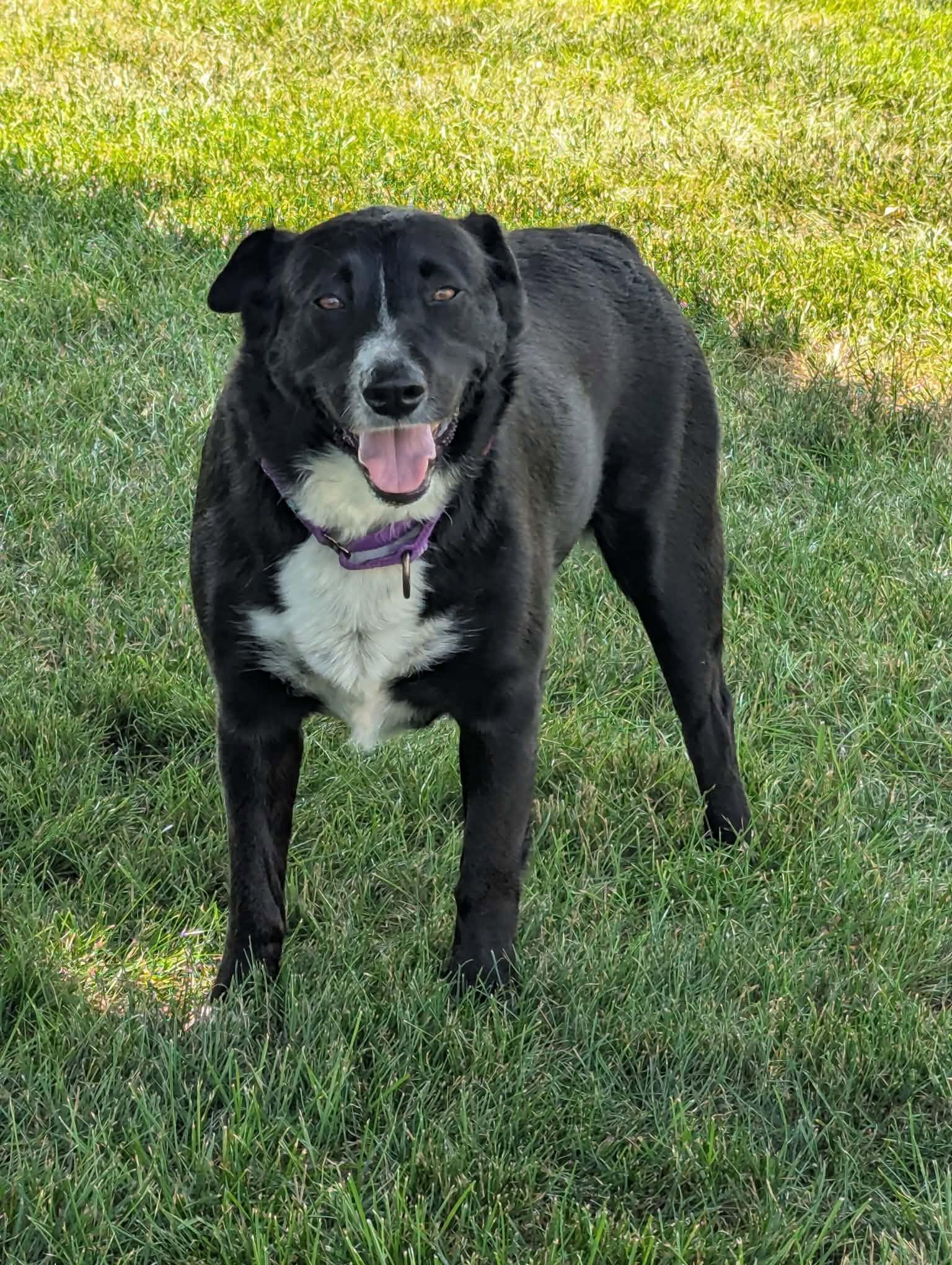Mya, a ADOPTABLE mixed breed in Elkton, VA image 2/4