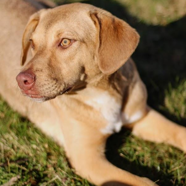 Darby, adopted, Young Female Hound.