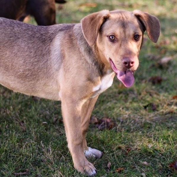 Enlarge Darby, an adopted mixed breed in Battle Creek, MI image 3/6