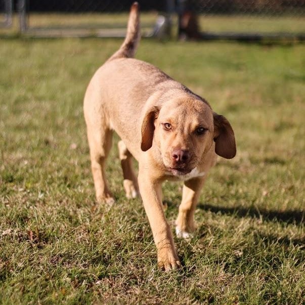 Enlarge Darby, an adopted mixed breed in Battle Creek, MI image 5/6