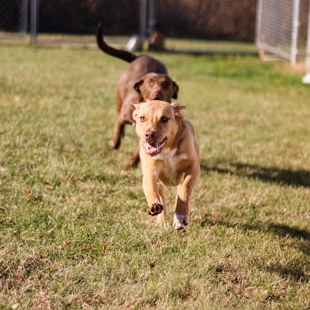 Enlarge Darby, an adopted mixed breed in Battle Creek, MI image 6/6